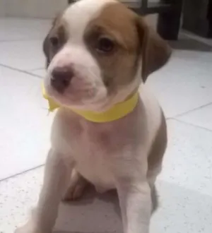 Cachorro raça sem definição idade Abaixo de 2 meses nome Mine