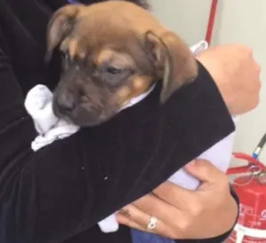 Cachorro raça Vira - Lata idade 2 a 6 meses nome Jack