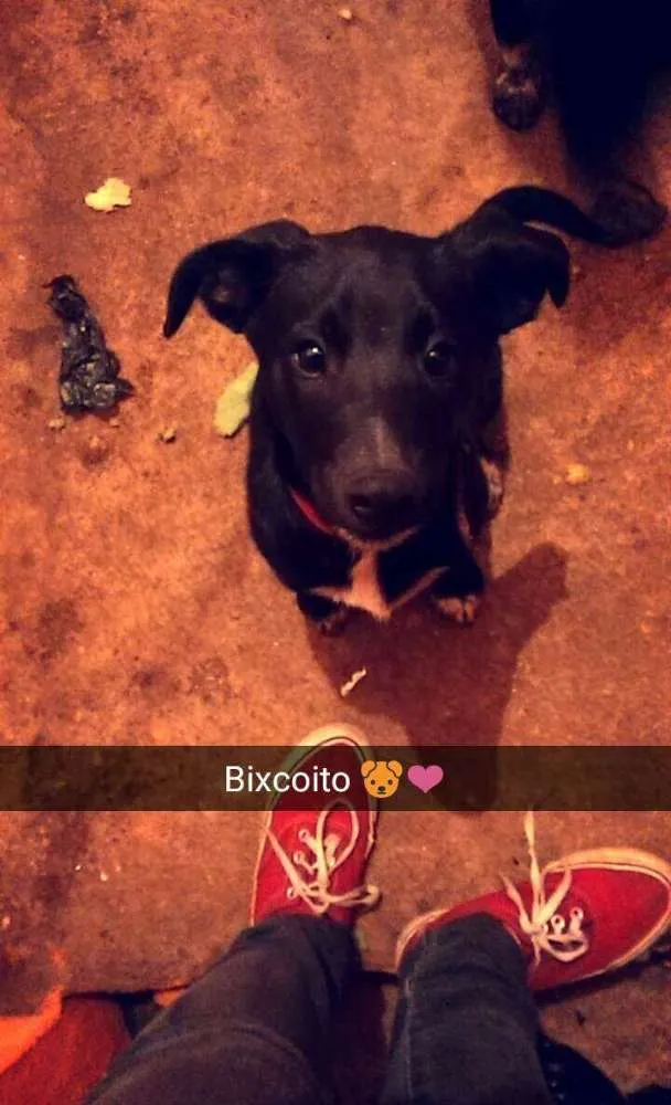 Cachorro ra a SRD idade 2 a 6 meses nome Tobias e Biscoito