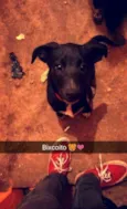 Tobias e Biscoito