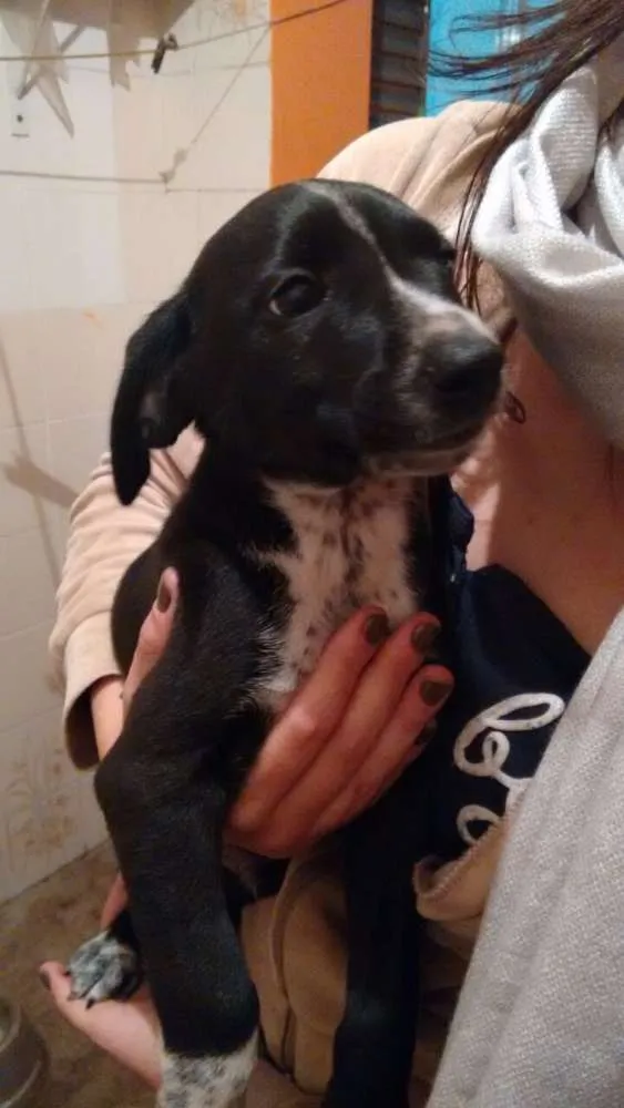 Cachorro ra a SRD idade 2 a 6 meses nome Tobias e Biscoito