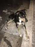 Pedro