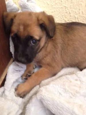 Cachorro raça vira lata idade Abaixo de 2 meses nome Não tem