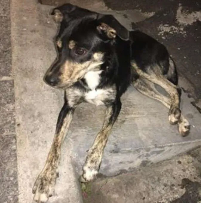 Cachorro ra a SRD idade 1 ano nome Pedro