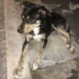 Pedro