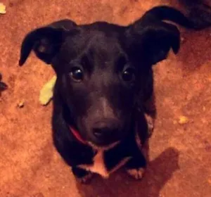 Cachorro raça SRD idade 2 a 6 meses nome Tobias e Biscoito