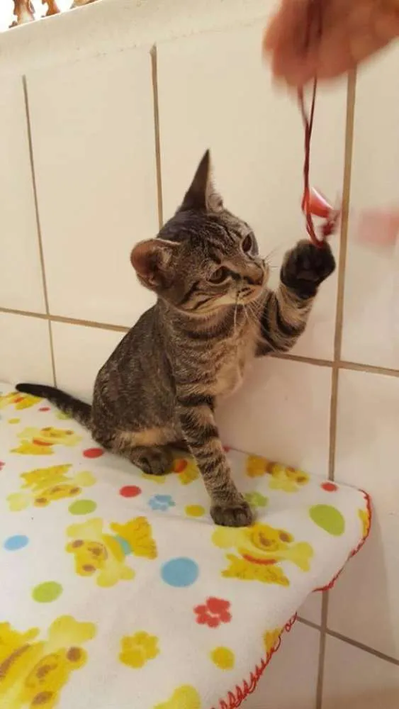 Gato ra a  idade 2 a 6 meses nome Batman