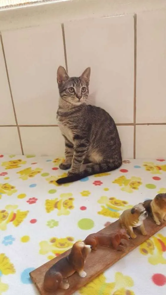 Gato ra a  idade 2 a 6 meses nome Batman