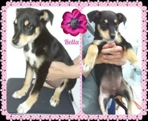 Cachorro raça SRD idade 2 a 6 meses nome Bella