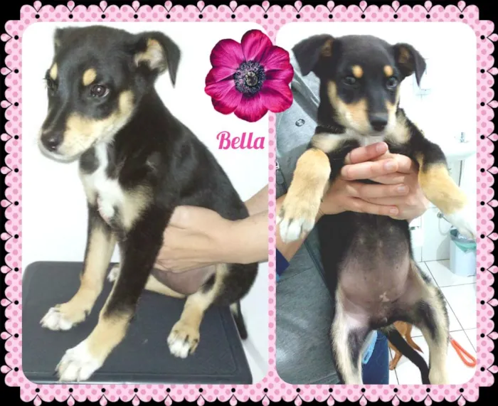 Cachorro ra a SRD idade 2 a 6 meses nome Bella