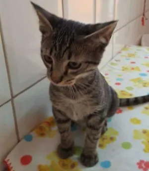 Gato raça  idade 2 a 6 meses nome Batman