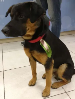 Cachorro raça SRD idade 1 ano nome Negão 