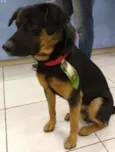 Negão