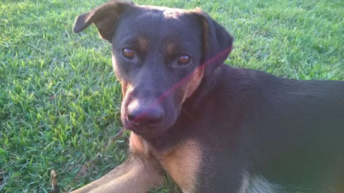 Cachorro ra a SRD idade 1 ano nome Negão 
