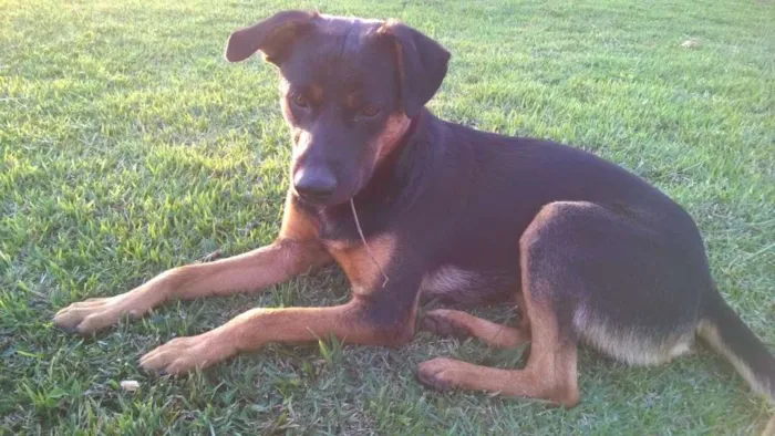 Cachorro ra a SRD idade 1 ano nome Negão 