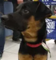 Negão