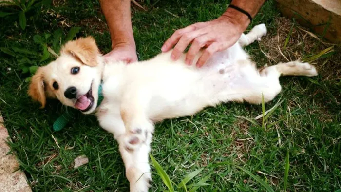 Cachorro ra a SRD idade 2 a 6 meses nome TOBIAS