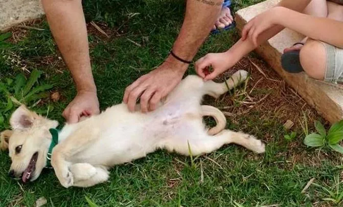 Cachorro ra a SRD idade 2 a 6 meses nome TOBIAS