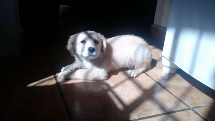 Cachorro ra a SRD idade 2 a 6 meses nome TOBIAS