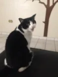 Pitoca 