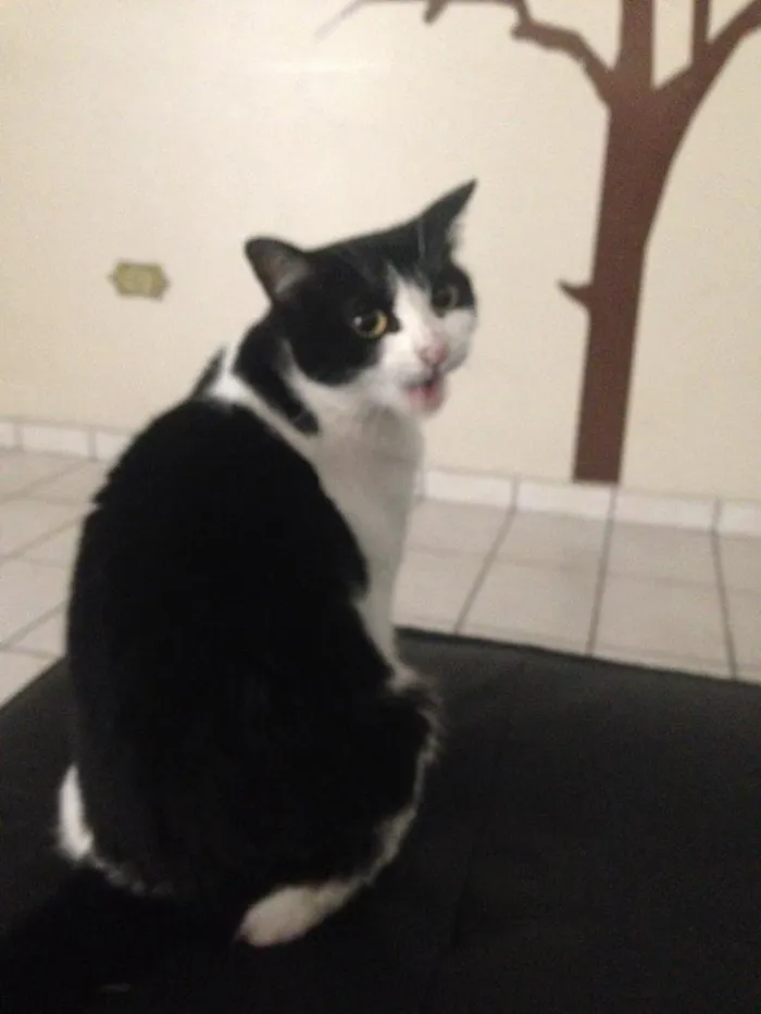 Gato ra a  idade 1 ano nome Pitoca 