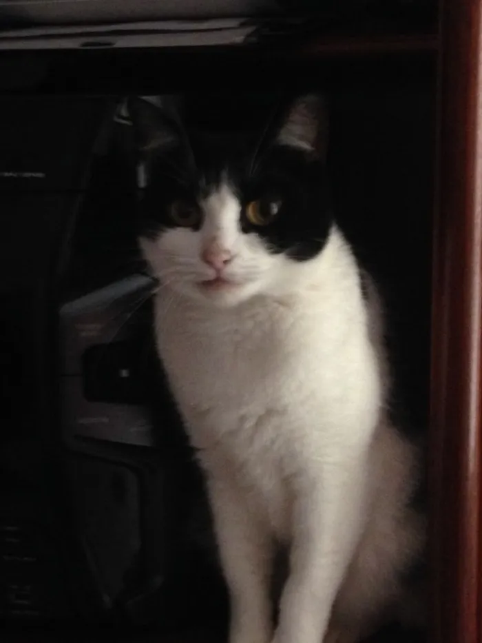Gato ra a  idade 1 ano nome Pitoca 