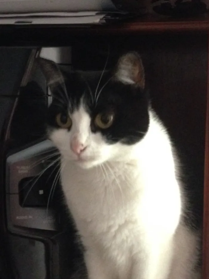 Gato ra a  idade 1 ano nome Pitoca 