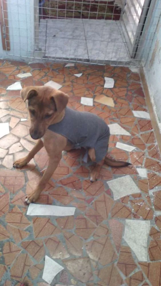 Cachorro ra a SRD idade 7 a 11 meses nome SOFIA