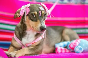 Cachorro raça Srd idade 2 anos nome Felipa