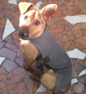 Cachorro raça SRD idade 7 a 11 meses nome SOFIA