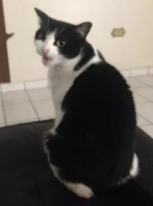 Gato raça  idade 1 ano nome Pitoca 