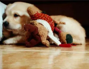 Cachorro raça SRD idade 2 a 6 meses nome TOBIAS