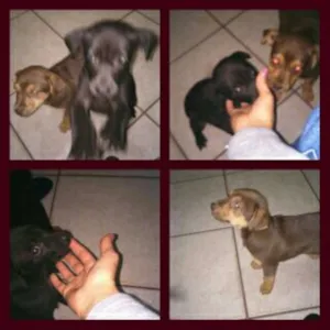 Cachorro raça SRD idade 2 a 6 meses nome Sem nome 