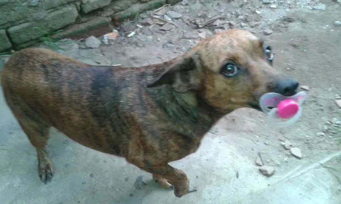 Cachorro ra a mixta idade 1 ano nome fuinha