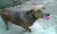 fuinha