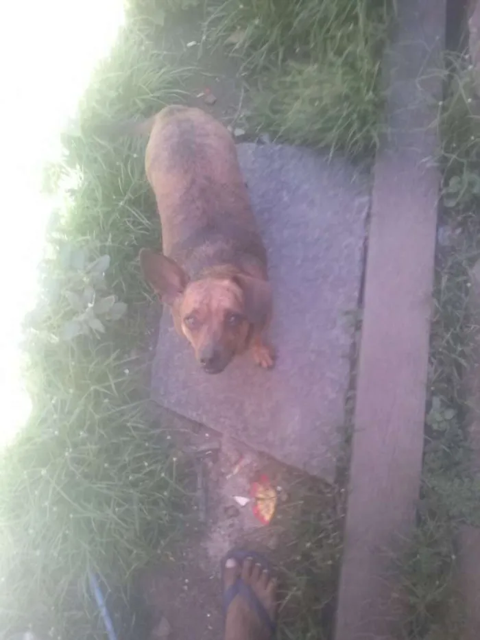 Cachorro ra a mixta idade 1 ano nome fuinha