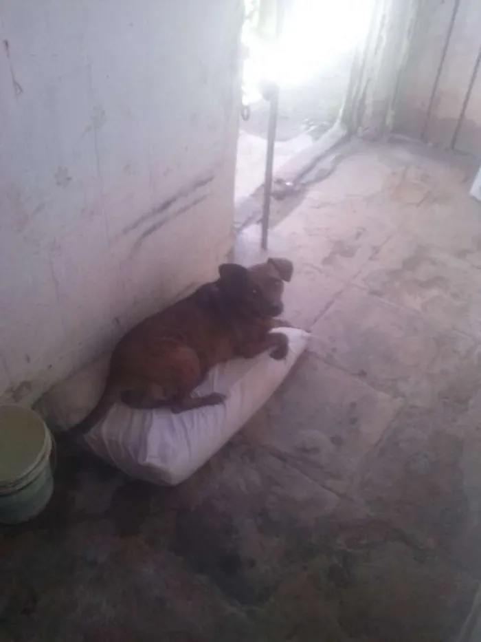 Cachorro ra a mixta idade 1 ano nome fuinha