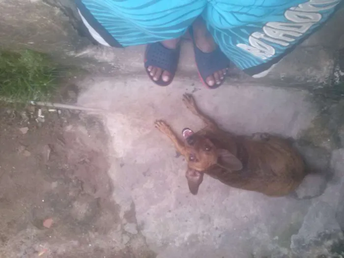 Cachorro ra a mixta idade 1 ano nome fuinha