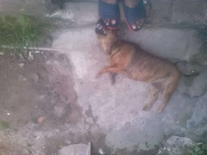 Cachorro ra a mixta idade 1 ano nome fuinha