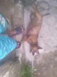 fuinha