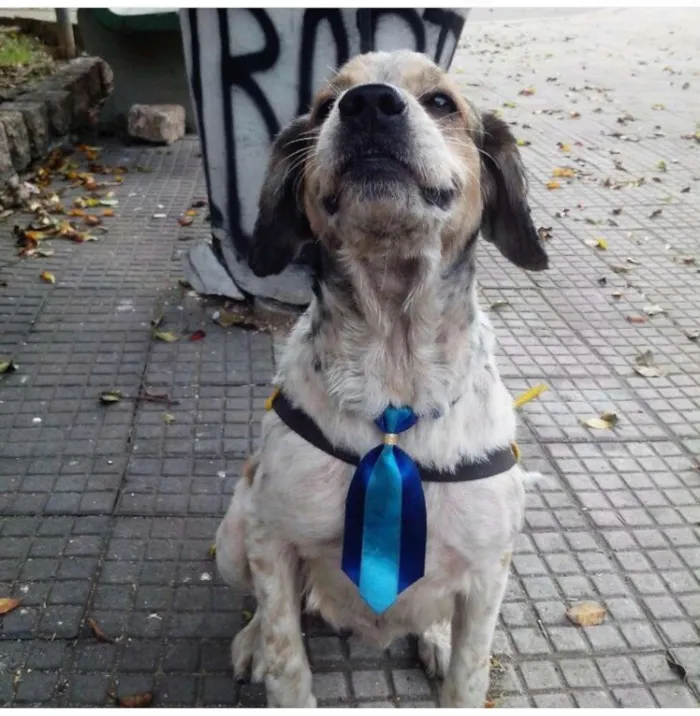 Cachorro ra a Cocker idade 3 anos nome sem nome