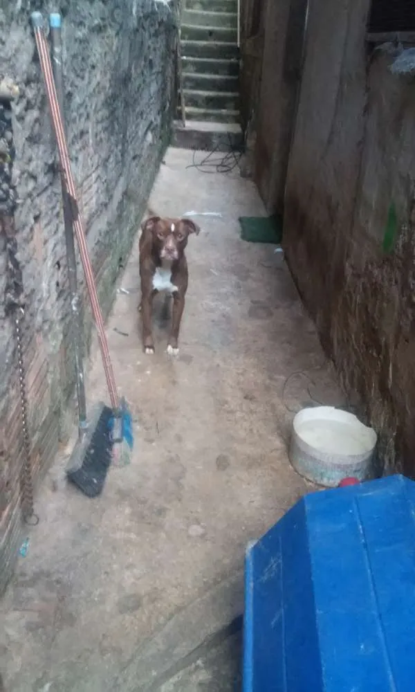 Cachorro ra a Pitbull  idade 6 ou mais anos nome mel e chocolate