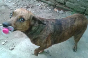 Cachorro raça mixta idade 1 ano nome fuinha