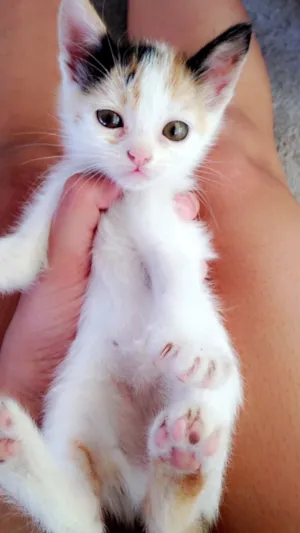 Gato raça  idade 2 a 6 meses nome Fofos