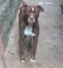 Cachorro ra a Pitbull  idade 6 ou mais anos nome mel e chocolate