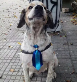 Cachorro raça Cocker idade 3 anos nome sem nome
