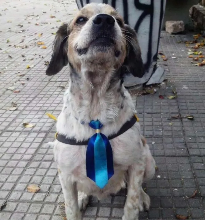 Cachorro ra a Cocker idade 3 anos nome sem nome