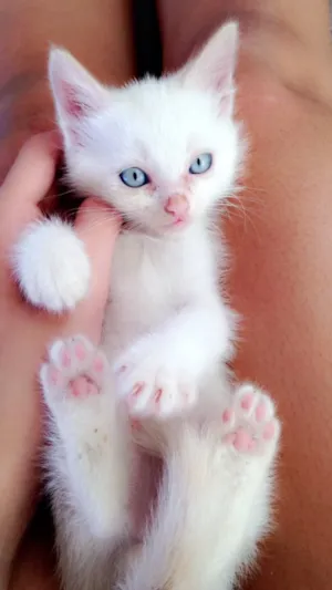 Gato raça  idade 2 a 6 meses nome Fofos