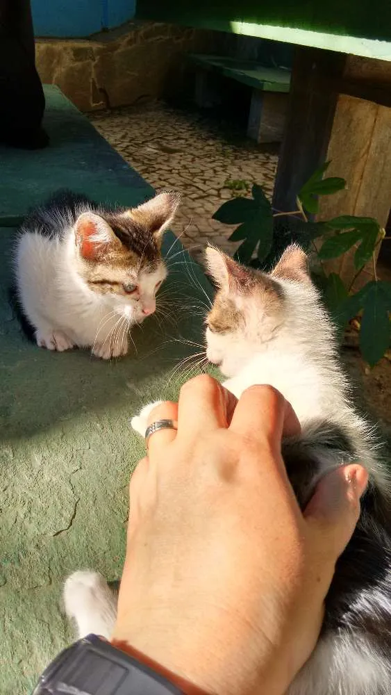 Gato raça Virá lata idade Abaixo de 2 meses nome Fritz e frida