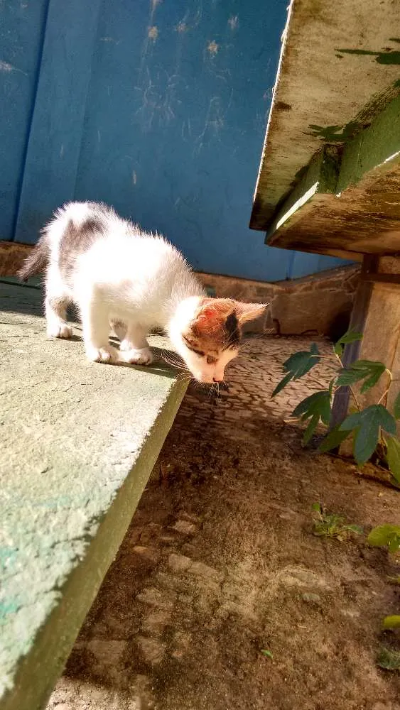 Gato raça Virá lata idade Abaixo de 2 meses nome Fritz e frida
